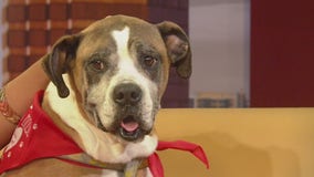Pet of the Week: Sunny