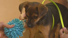 Pet of the Week: Uno
