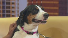 Pet of the Weekend: Patsy Cline
