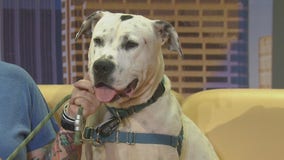 Pet of the Weekend: Wally