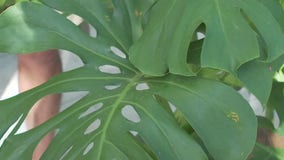 Your Garden: Monstera Plants