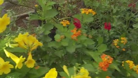 Tips for growing a healthy garden during drought