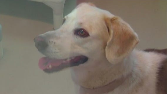 Dog treats linked to salmonella