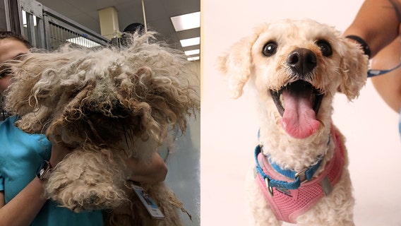 ‘Horribly ignored': Neglected poodle with pounds of matted fur hid under bed for 2 years