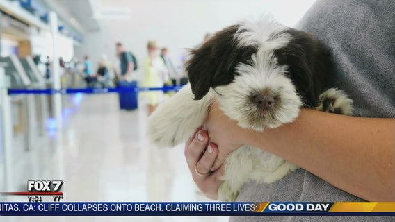 Making air travel with pets easier