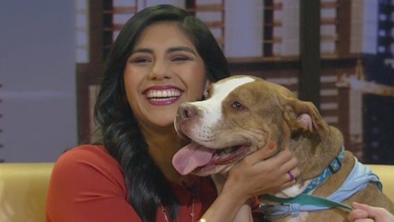 Pet of the Week: Lamb