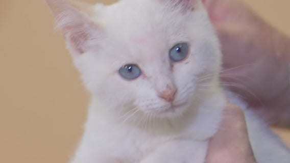 Pet of the Week: Nugget