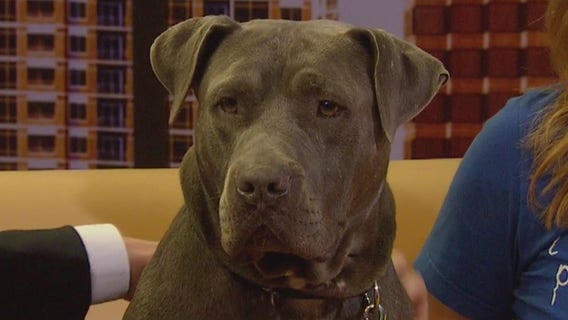 Pet of the Week: Padfoot
