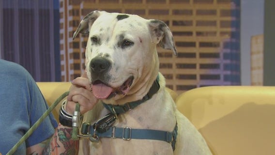 Pet of the Weekend: Wally