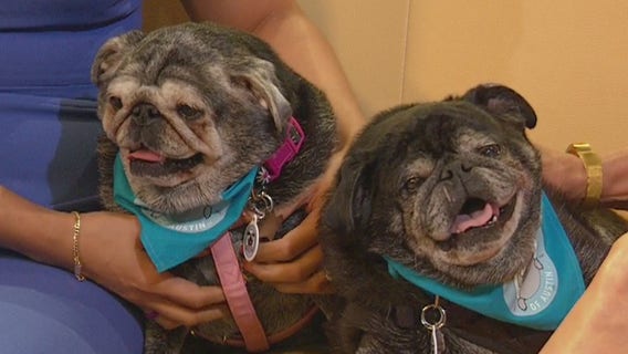 Pets of the Week: Morgan and Willow