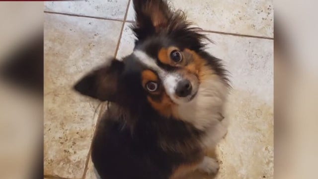 4th Central Texas dog dies after swimming in water containing toxic algae