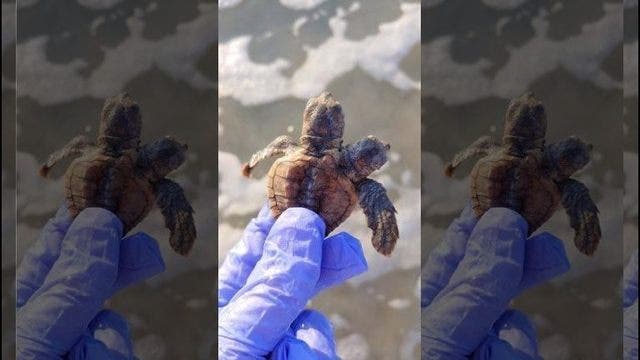 'We thought we had seen it all': 2-headed turtle hatchling found on SC beach