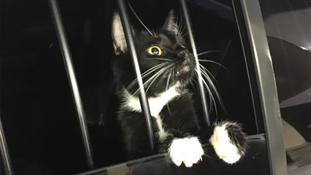 ‘Cat burglar' turns out to be real cat; police take it to animal services for ‘fur-ther' questioning