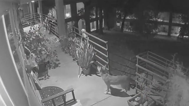 Video: Coyotes wander onto second floor of condominium in South Austin