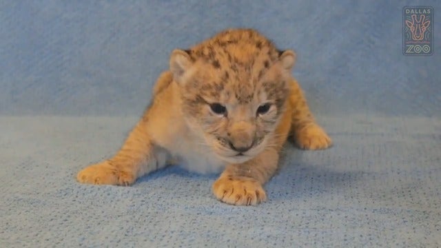 Dallas Zoo lion helped in the making of 'The Lion King'