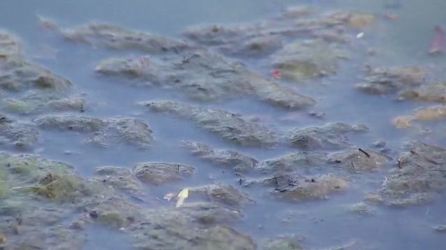 Blue-green algae back at Red Bud Isle