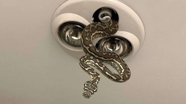 5-foot python slithers out of bathroom light fixture while children brushed teeth