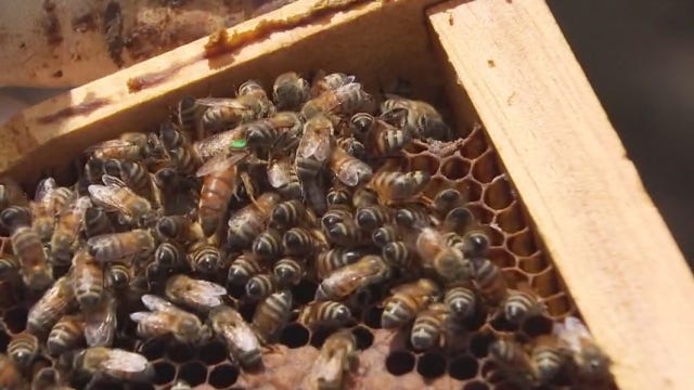 Veteran uses beekeeping to combat PTSD, wants to help others