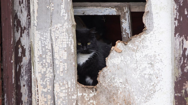 Ohio woman, 79, sentenced to jail time for feeding stray cats