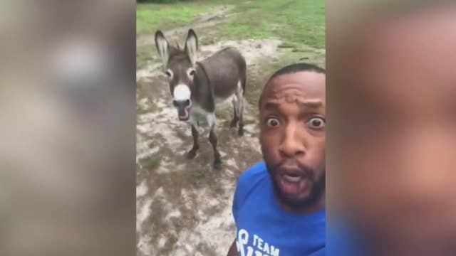 Man sings 'Lion King' song with donkey in viral video