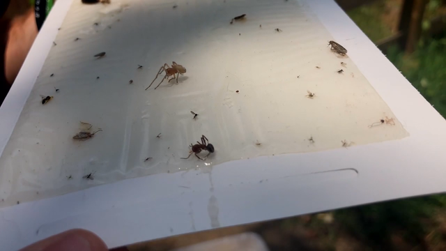Paulding County family discovers venomous spider infestation on move-in day
