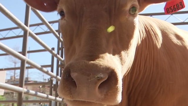 Rodeo Austin canceled amid coronavirus concerns