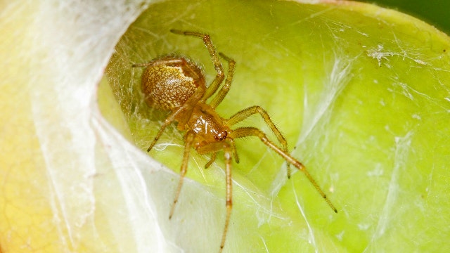 Spider populations become more aggressive after hurricanes, study finds