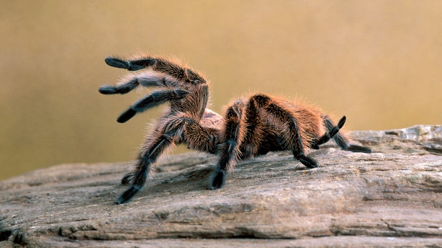 Woman suspects porch pirate stole package containing 9 tarantulas