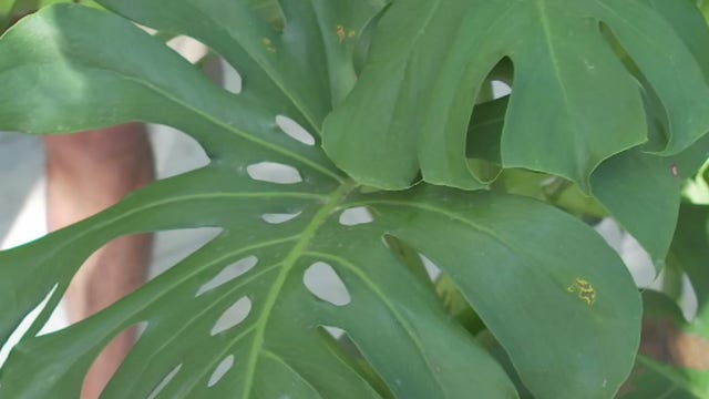 Your Garden: Monstera Plants