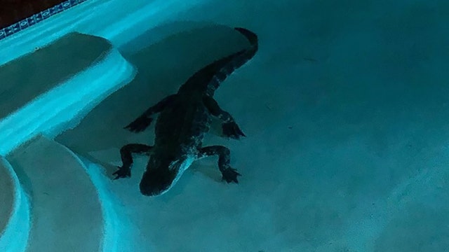 Noisy splash wakes up Florida woman who finds gator in pool