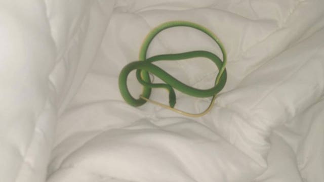 Woman wakes up to snake slithering on her arm in Tennessee hotel room