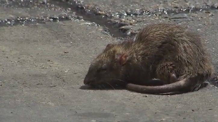 IT'S A HEALTH RISK: Officer voices concerns over rats he encountered at