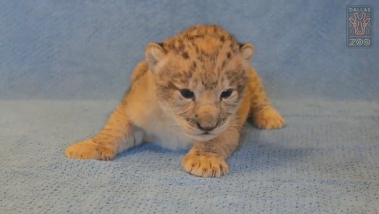 d8a8cb11-DALLAS ZOO LION CUB_mp4_00.00.01.16_1563579553416.png-409650.jpg