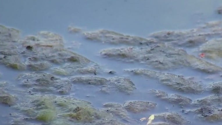 aec946cc-FOX_7_Discussion__Blue_green_algae_0_20190816022806