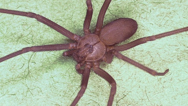 a6a61122-GETTY brown recluse_1566574357443.png-402429.jpg