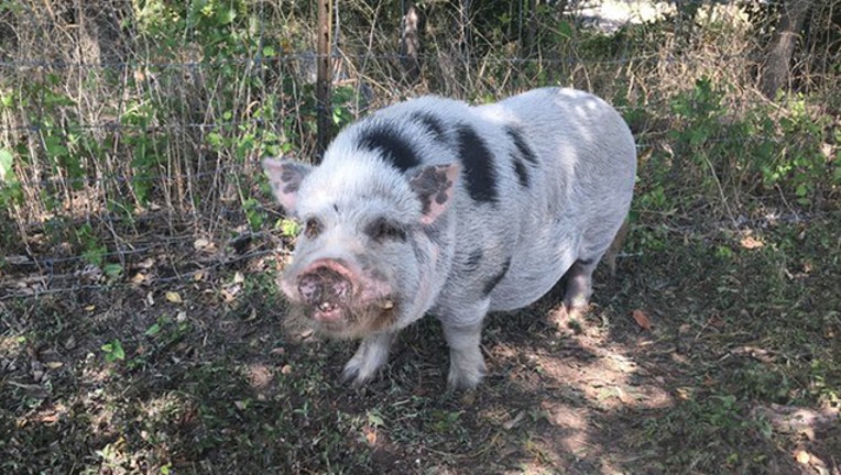 62c68cd7-WCSO LOST PIG 091619