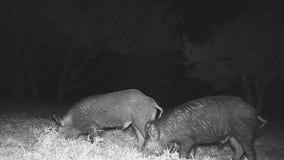 Jonestown family says feral hogs are terrorizing their yard