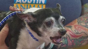 Pet of the Weekend - Lucky