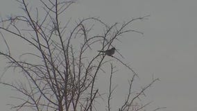 Bird population in Central Texas declining since 1970