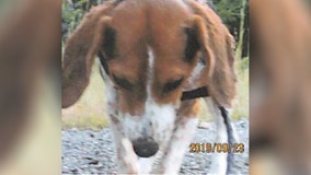 $8K reward offered for information in ‘heinous’ case of beagle found skinned alive