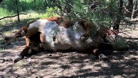 Carcasses of 5 bulls found mysteriously mutilated, drained of blood on Oregon ranch