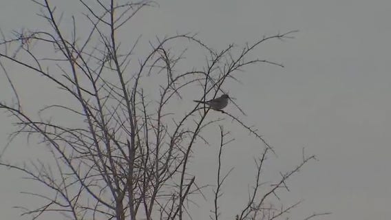Bird population in Central Texas declining since 1970