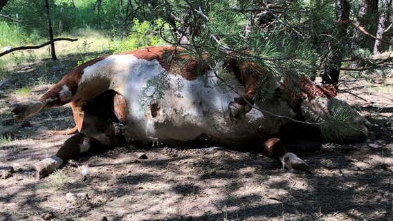 Carcasses of 5 bulls found mysteriously mutilated, drained of blood on Oregon ranch