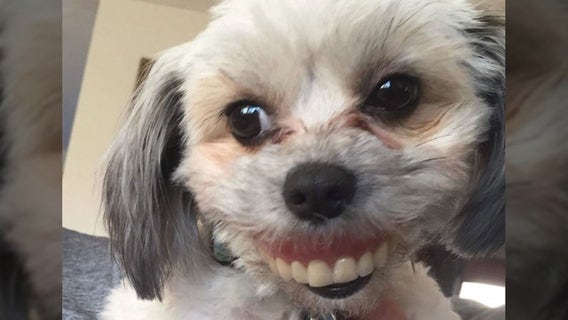 Dog steals owner's dentures, gets hilarious new smile