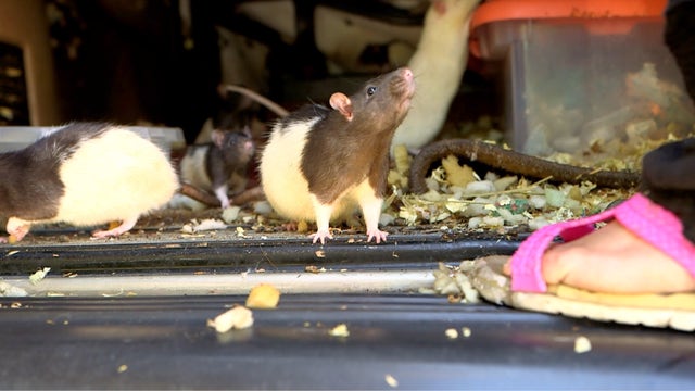 San Diego woman gives up 140 pet rats after population gets out of hand, now ready for adoption