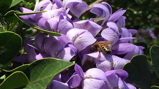 Thanks to wet weather, experts predict a big year for wildflowers this season