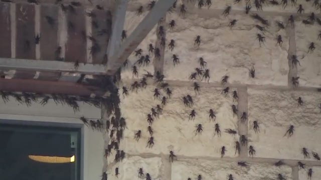 Austin Cricket Invasion 2019: Restaurant shuts down 'due to the crickets'