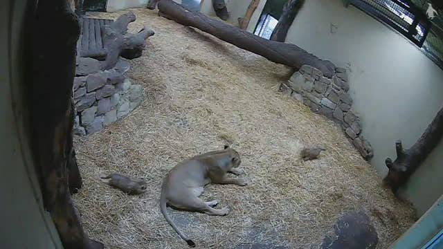 Hilarious video shows lion cub spooking her mom