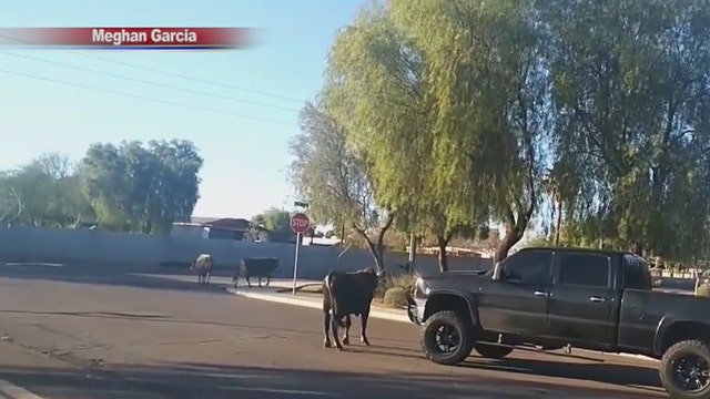 Bulls captured after running loose in Glendale neighorhood