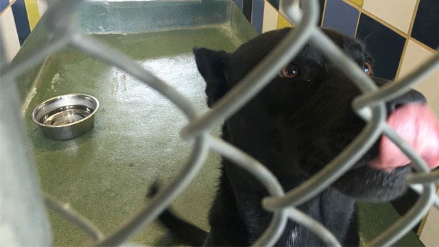 Around 200 animals coming to Austin ahead of tropical storms